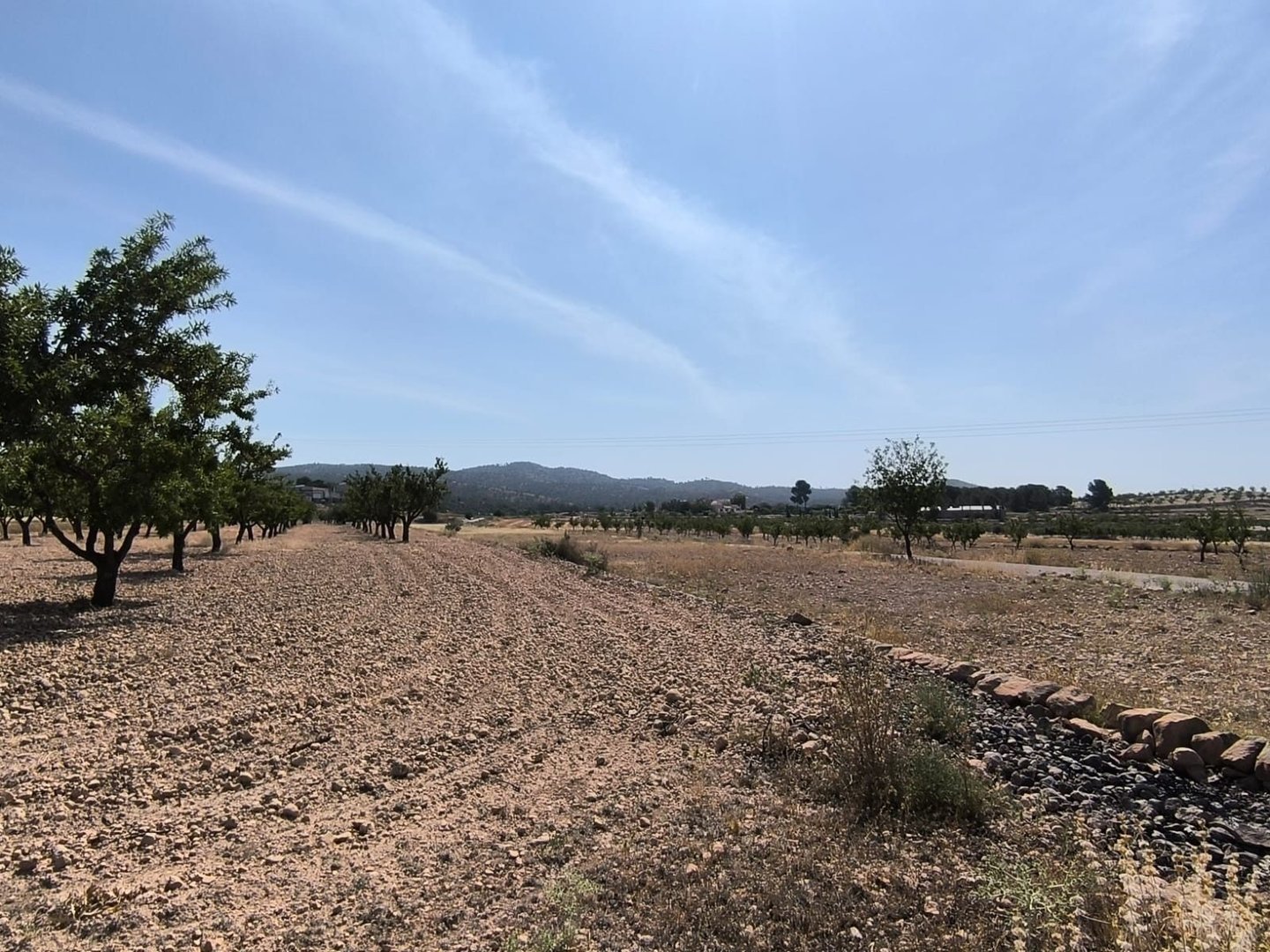 06 orchard landscape view