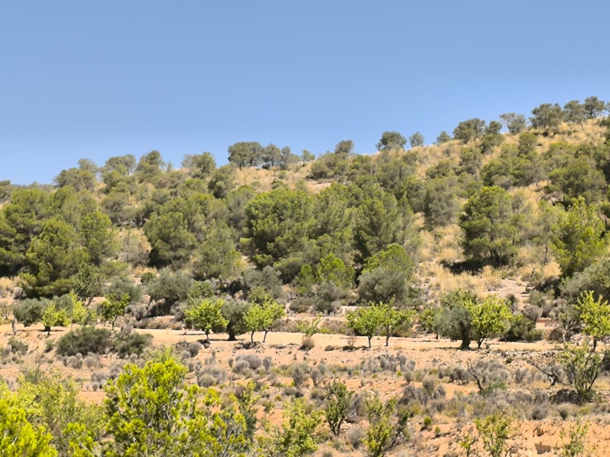 Land in Monóvar di Monóvar, Tanah