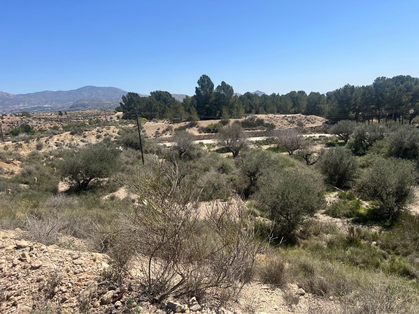 Land in Monóvar rajons: Monóvar — Zeme