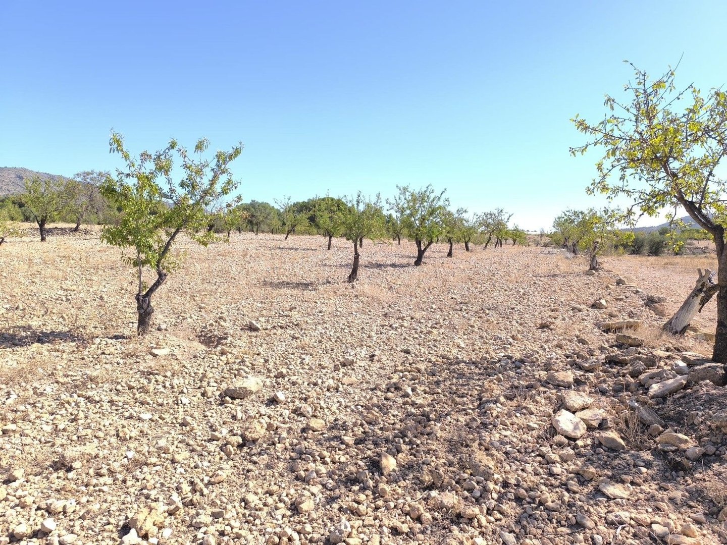 03 dry land olive trees