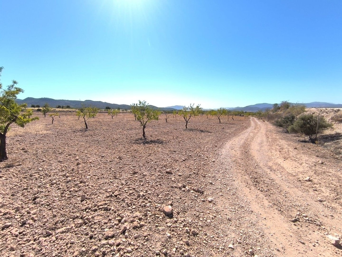 04 desert road sparse trees