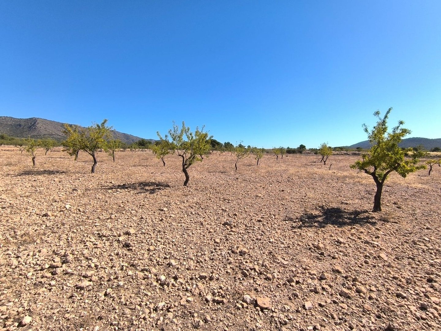 05 desert landscape sparse trees