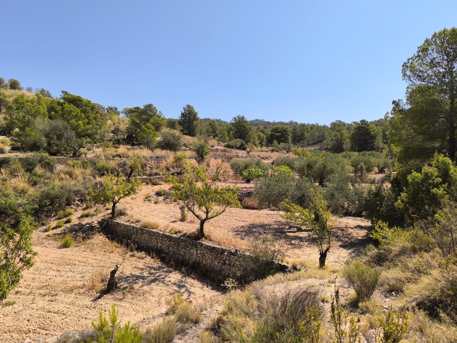 05 dry landscaped olive trees