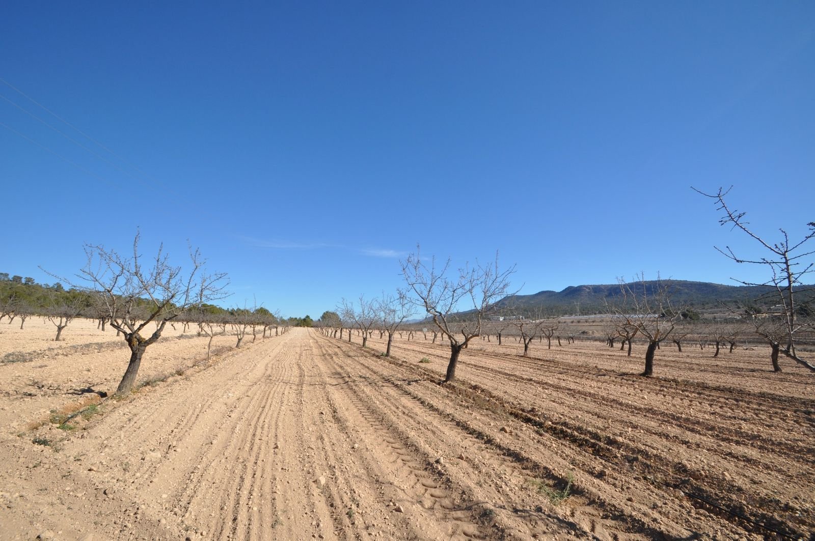 Land in Monóvar i Monóvar — Jordlod