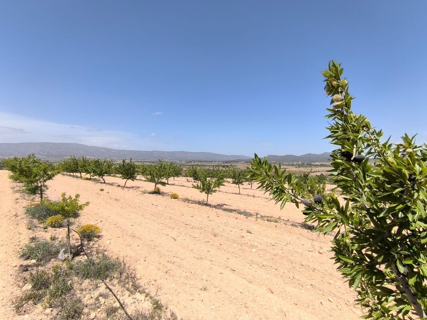 Land in Monóvar in Monóvar — Land