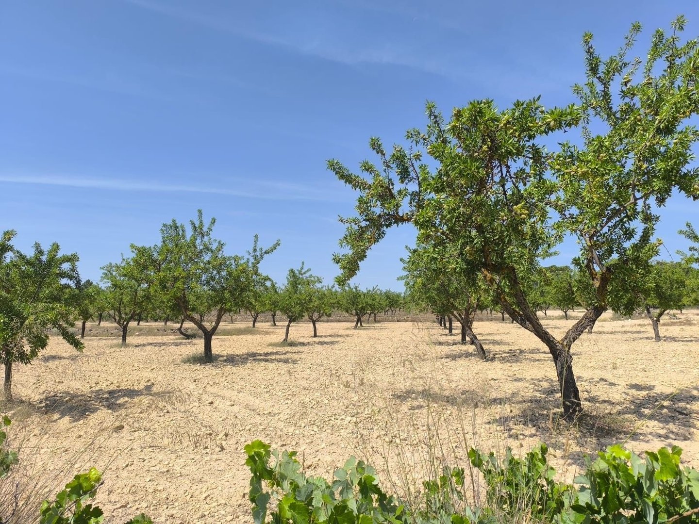 Land in Monóvar kohteessa Monóvar — Maa