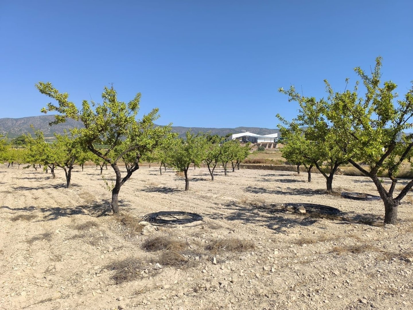 02 orchard land scape