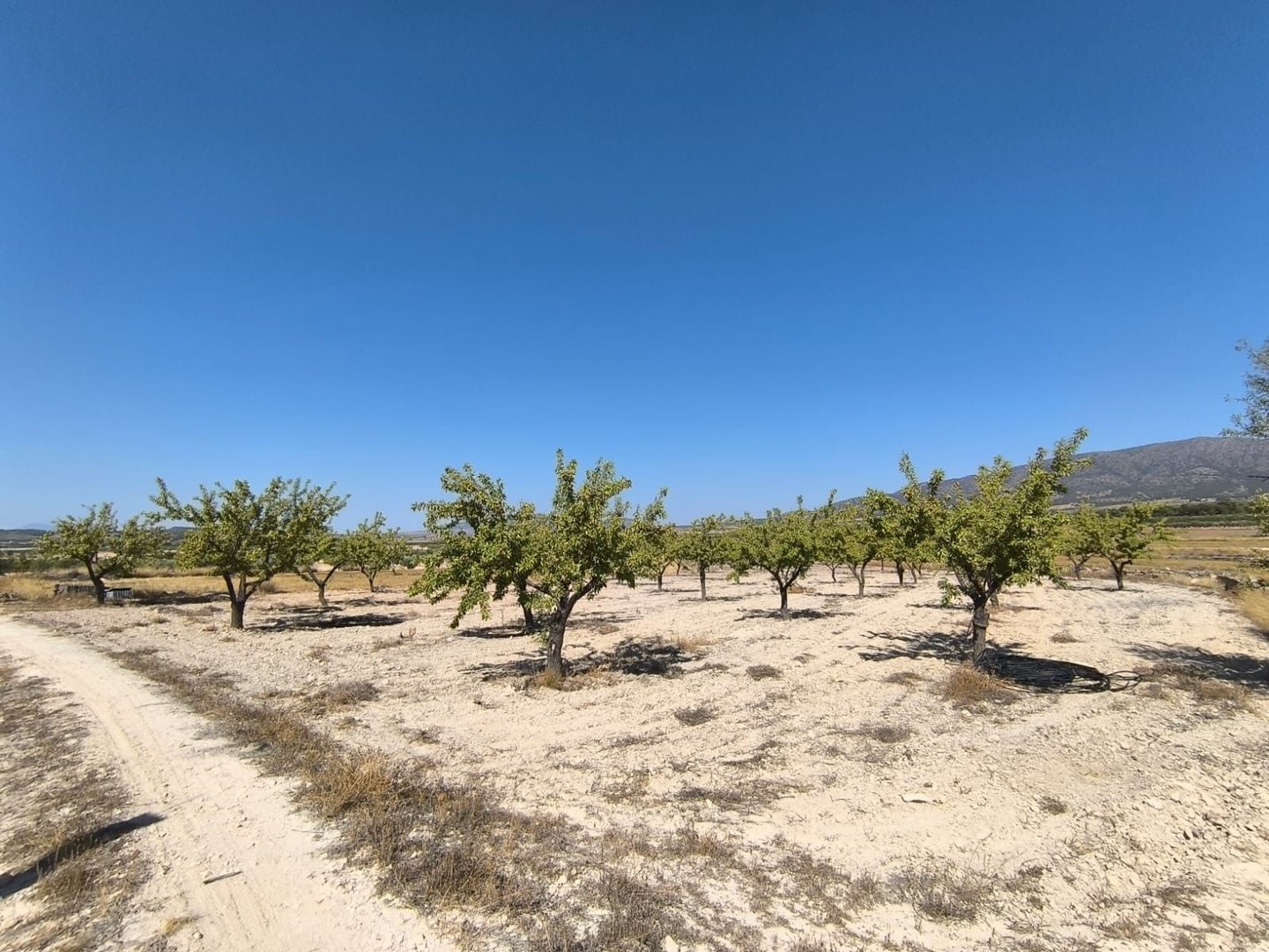 04 desert orchard landscape