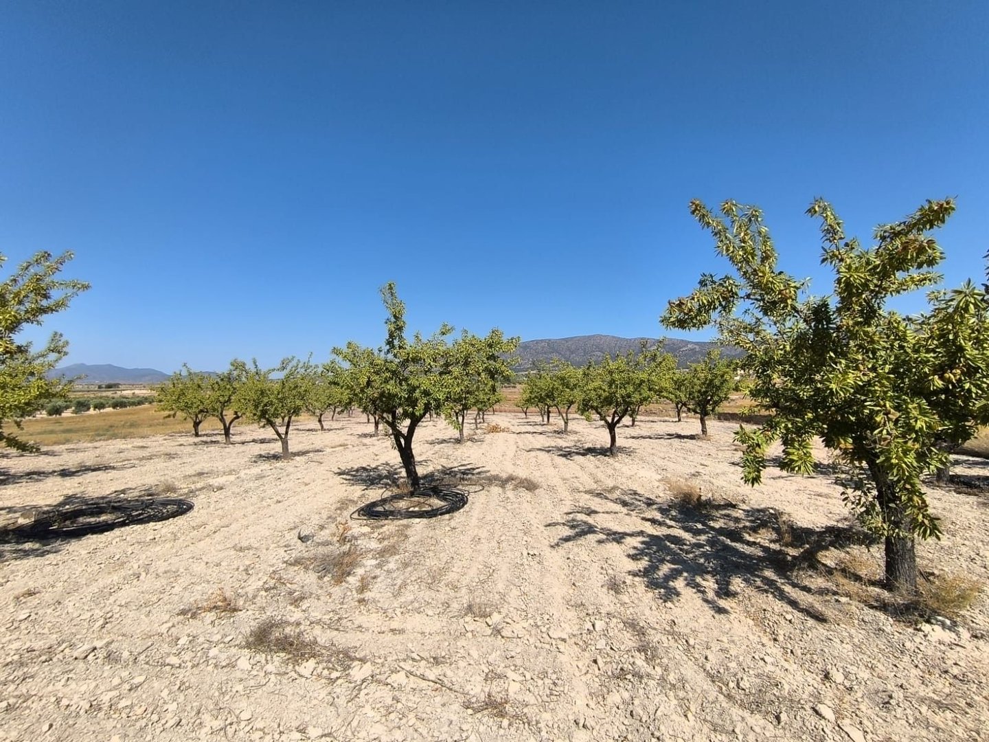 05 orchard landscape sunlit