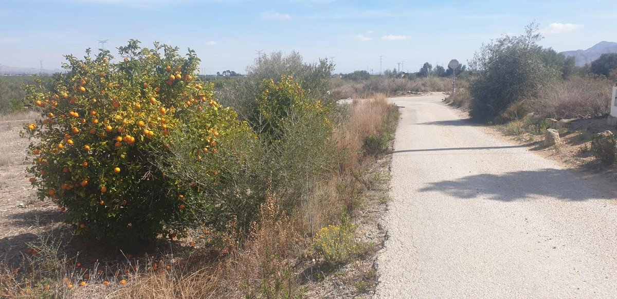 A gravel road passes by a lush orange tree laden with fruit in a sunny, rural outdoor setting.