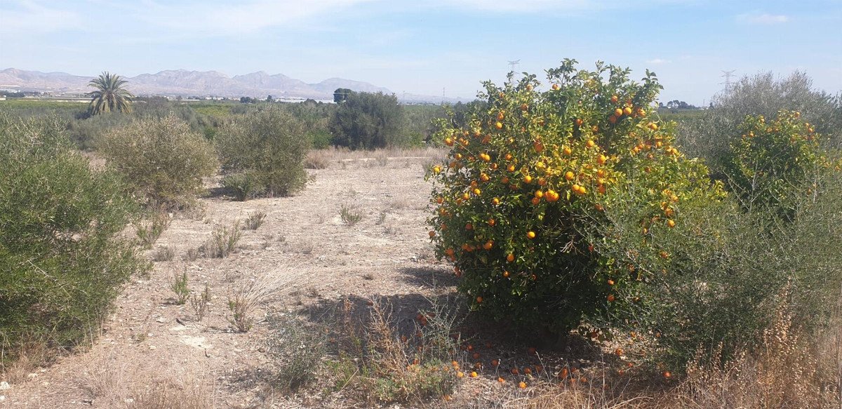An outdoor landscape with a mature orange tree laden with fruit, surrounded by dry land and distant mountains under a clear sky.