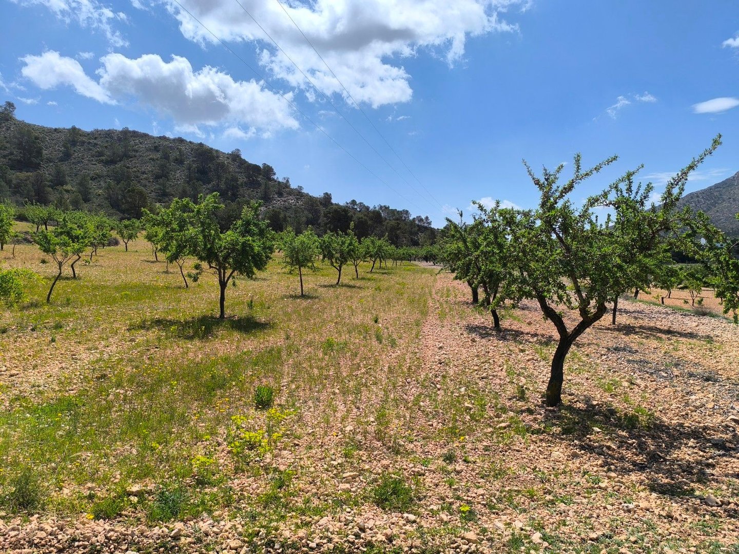 Land in Orihuela i Orihuela — Grund