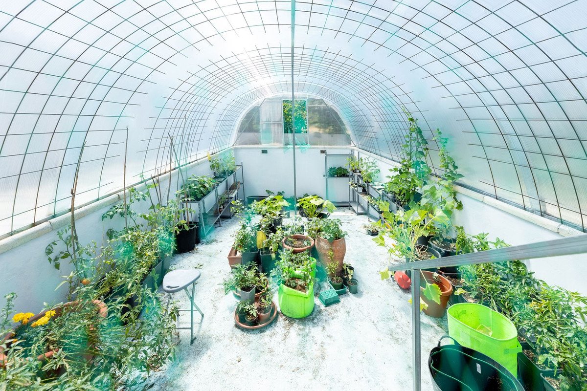 Interior view of a large greenhouse filled with numerous potted plants, vegetables, and shelving units, showcasing an abundant indoor garden setup.