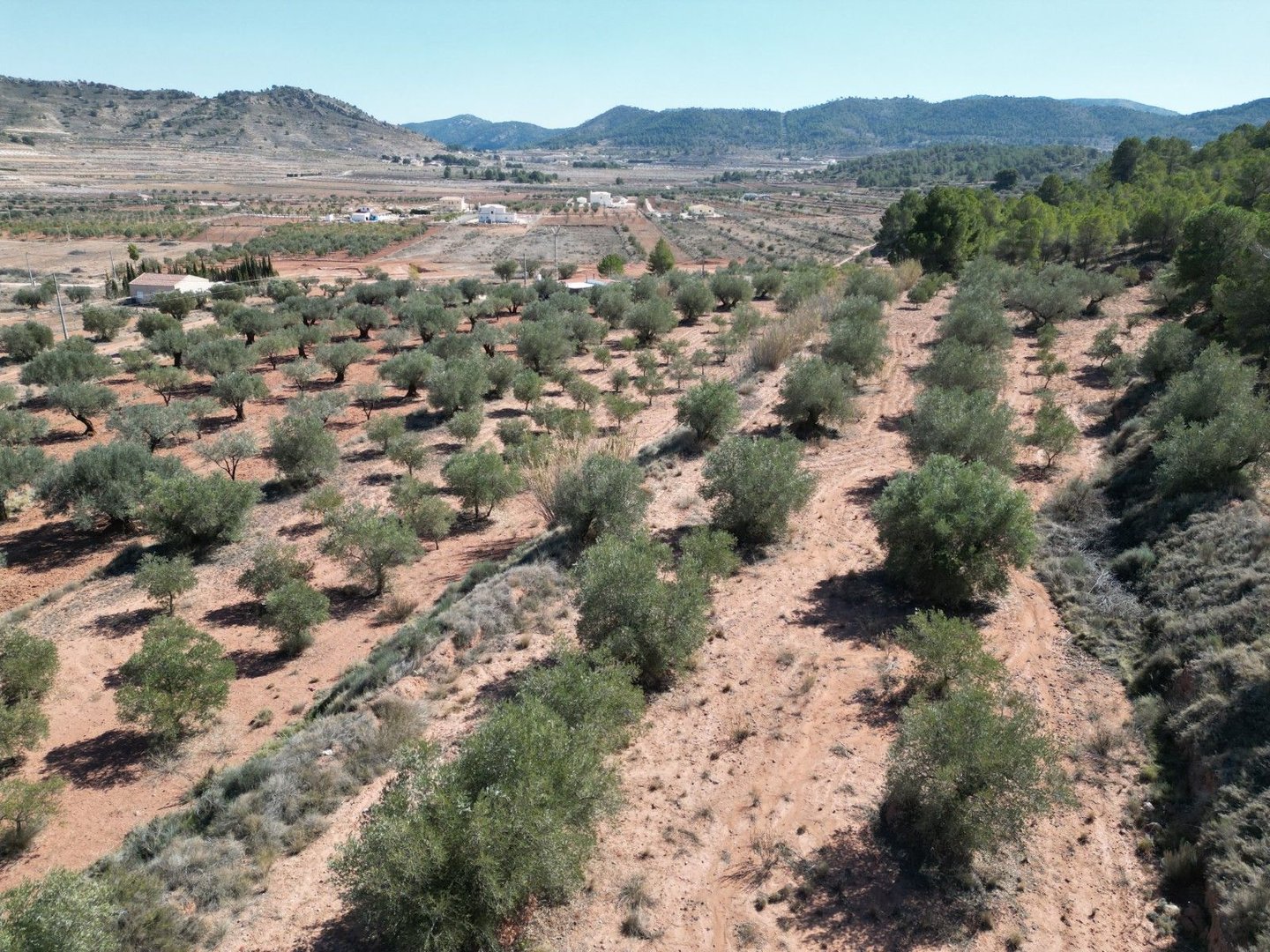 Luchtfoto van landelijk landschap met olijfbomen, glooiende heuvels en bergen.