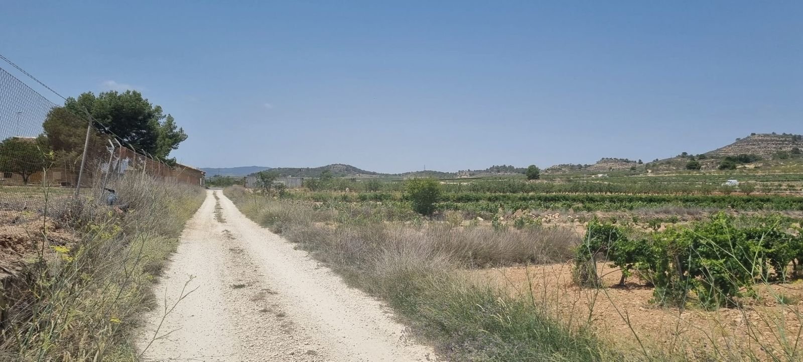 Dirt road leading to a rural landscape with vineyards and distant hills.