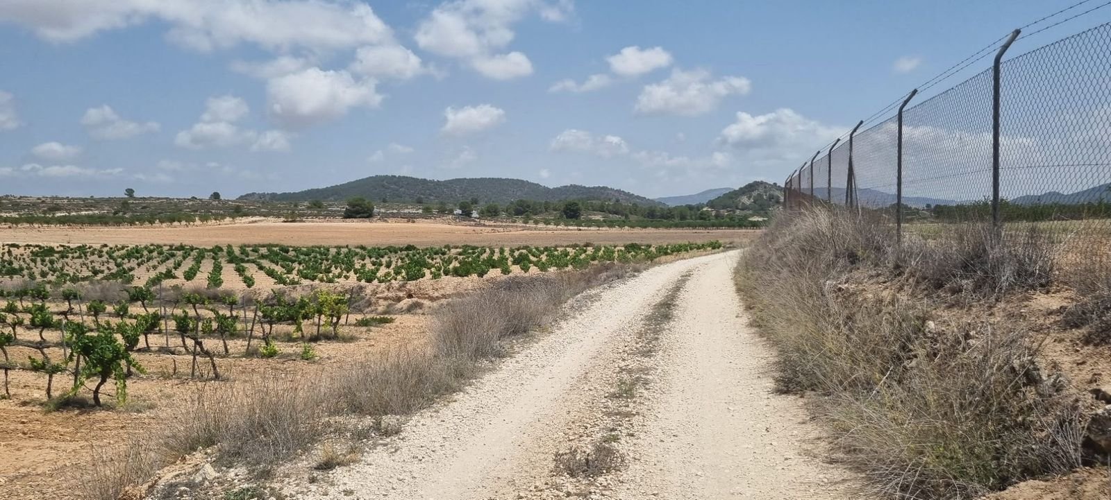 Dirt road leading to a vineyard with a scenic mountain view.