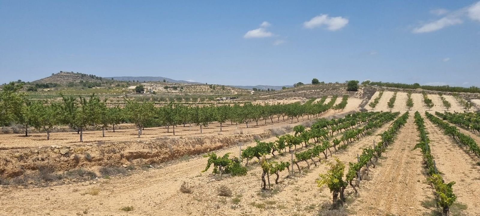 Alt text: "Vineyard view room with large windows and private patio.