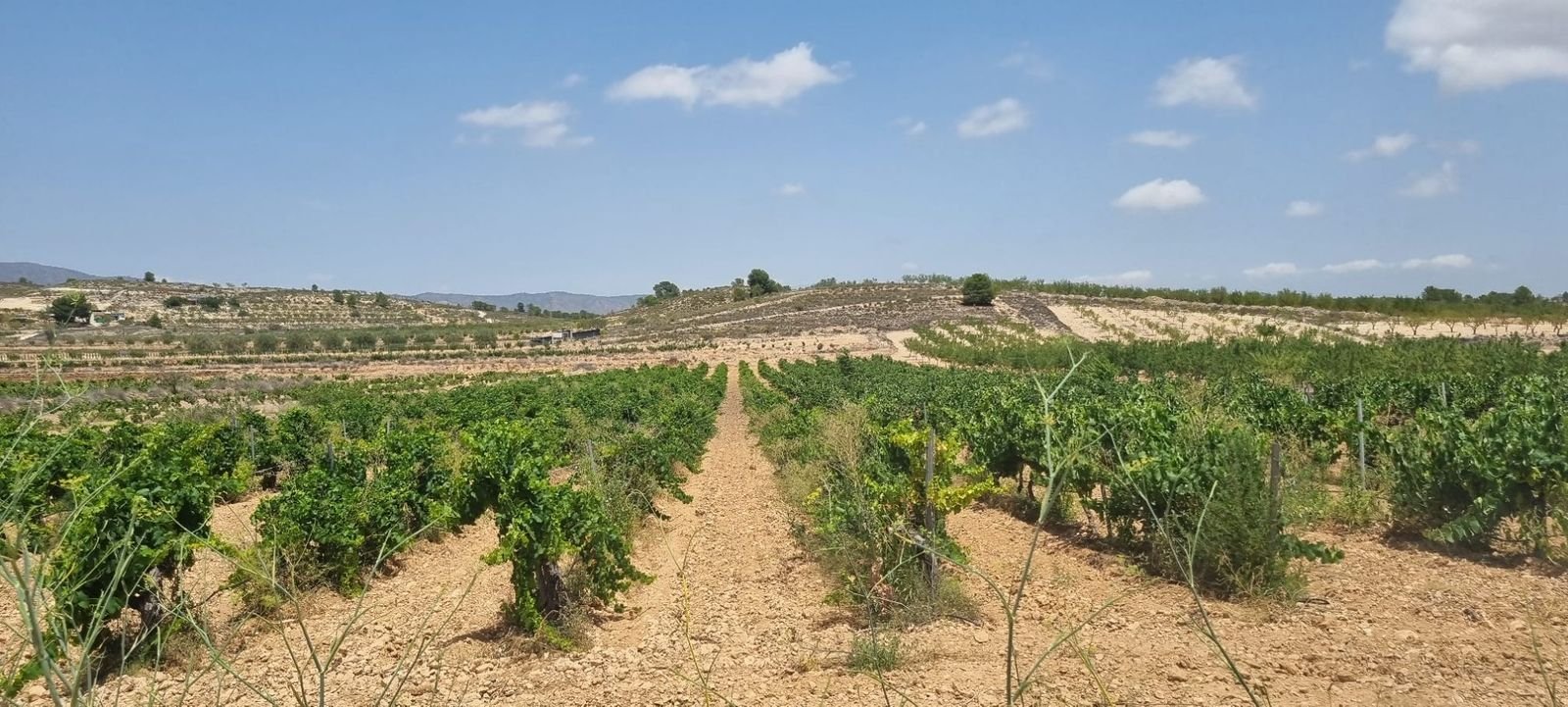 Alt text: "Vineyard view room with large windows and private patio.