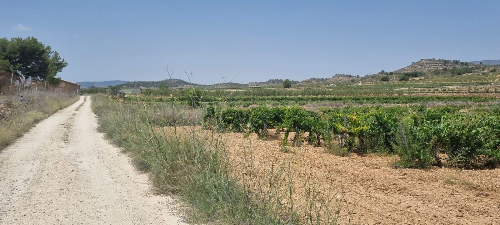 Dirt road leading to vineyard with rolling hills and clear blue sky in the background.