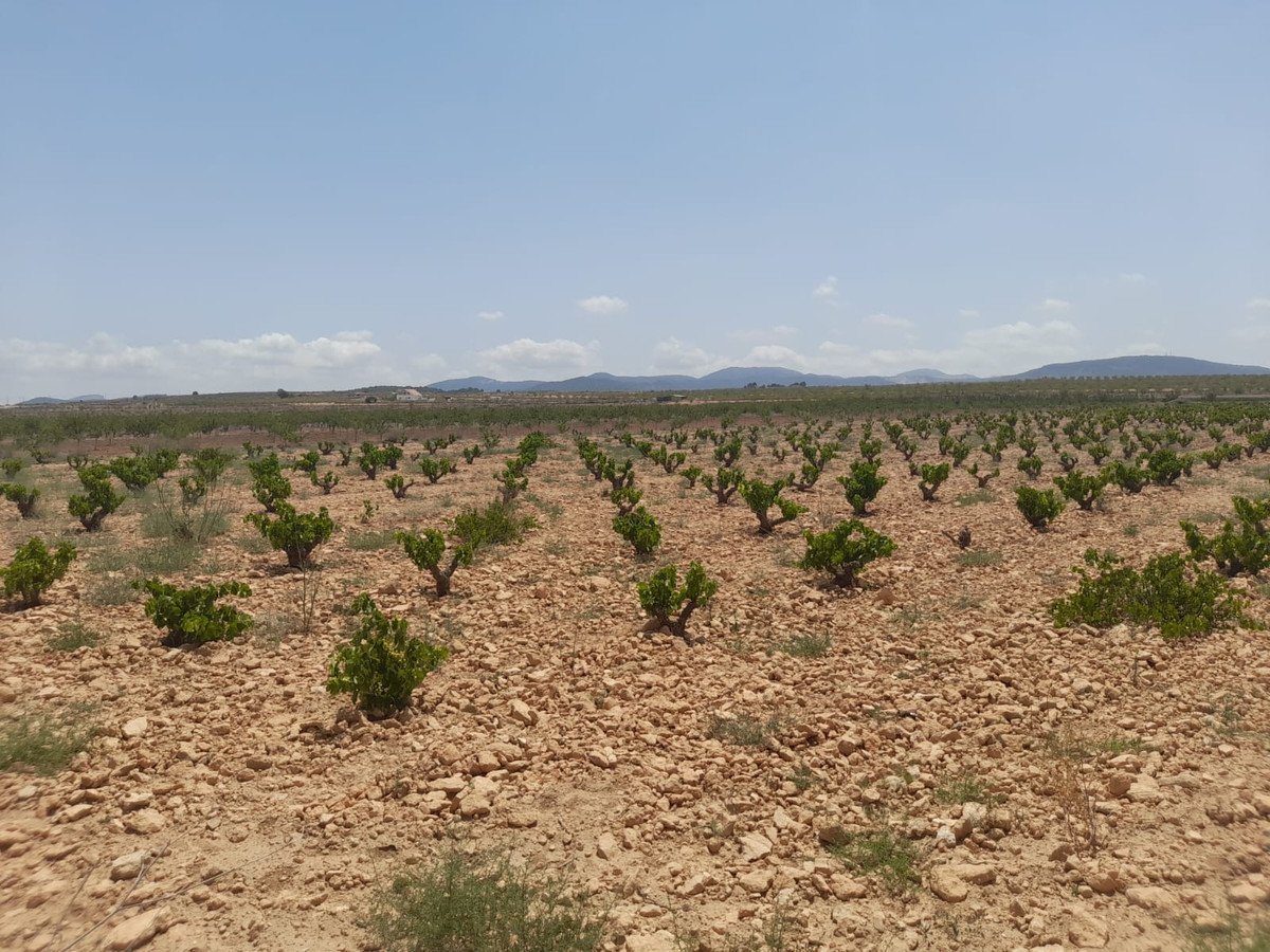 Land in Pinoso in Pinoso, Land
