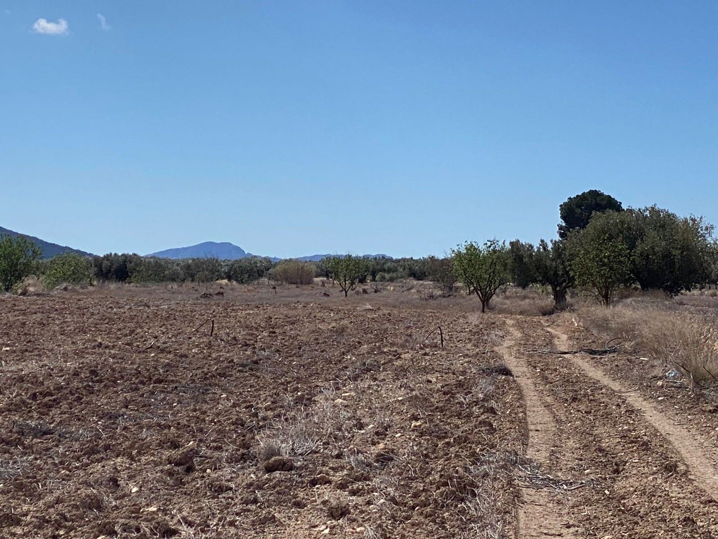 Land in Pinoso à Pinoso — Terrain