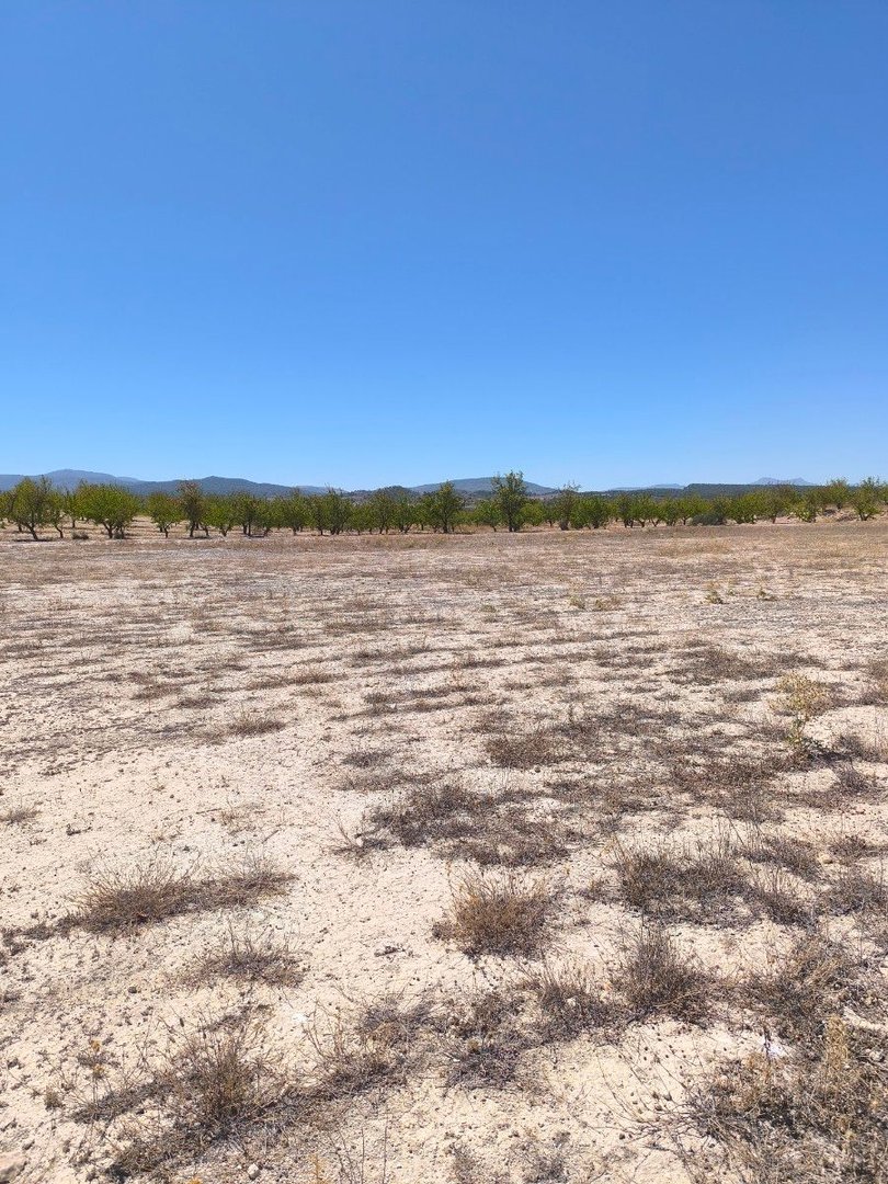 Land in Pinoso в Pinoso — Земя