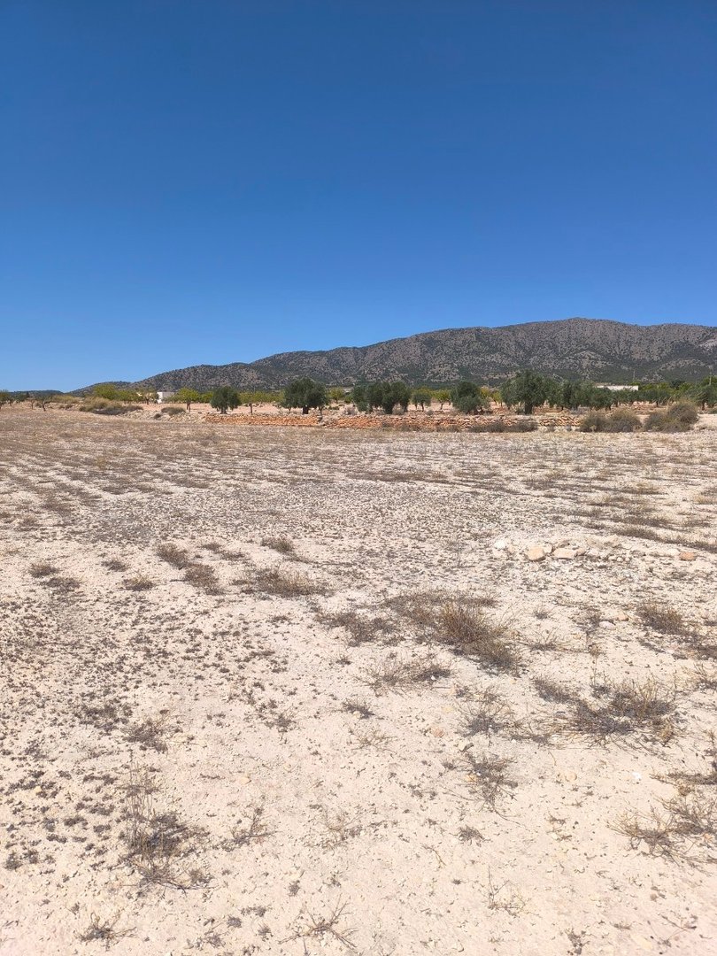 Land in Pinoso in Pinoso, Land