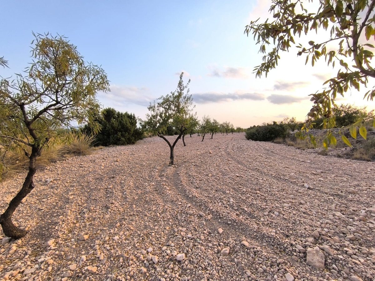 Land in Pinoso in Pinoso, Land