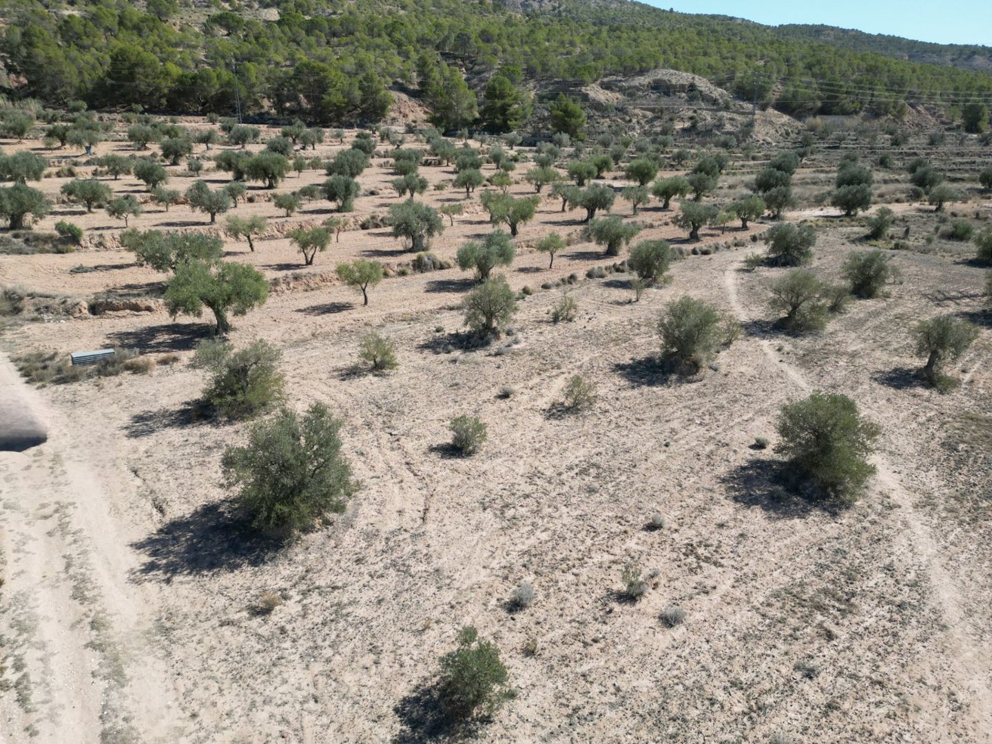 03 olive orchard landscape