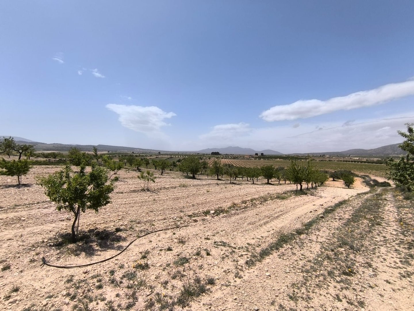 Land in Pinoso in Pinoso — Land