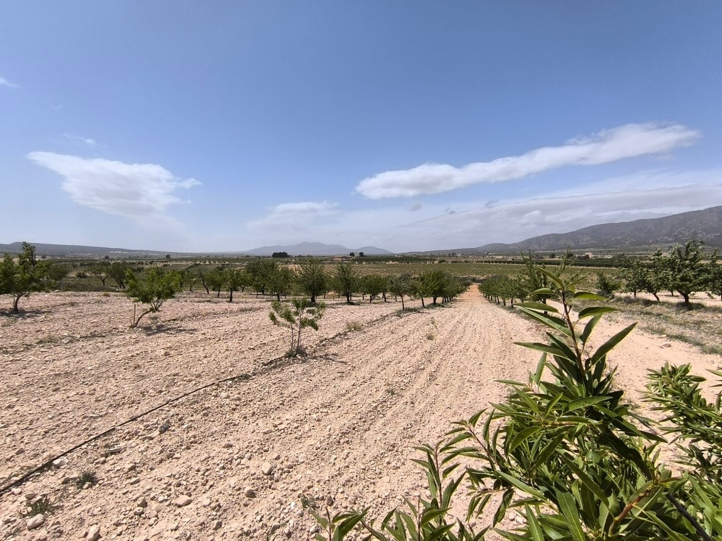 Panoramisch uitzicht op platteland met boomrijen en verre bergen.
