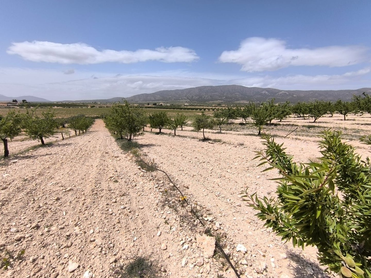 Buitenuitzicht op landschap met olijfbomen, pad en verre bergen.