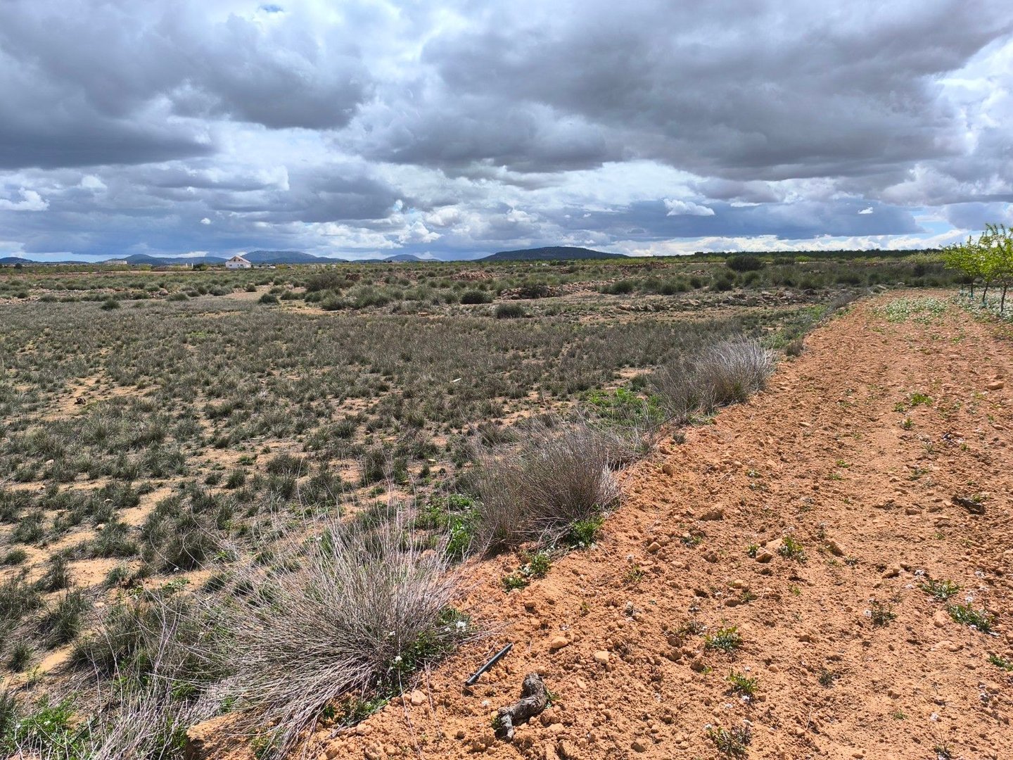 Land in Pinoso v Pinoso — Pozemek