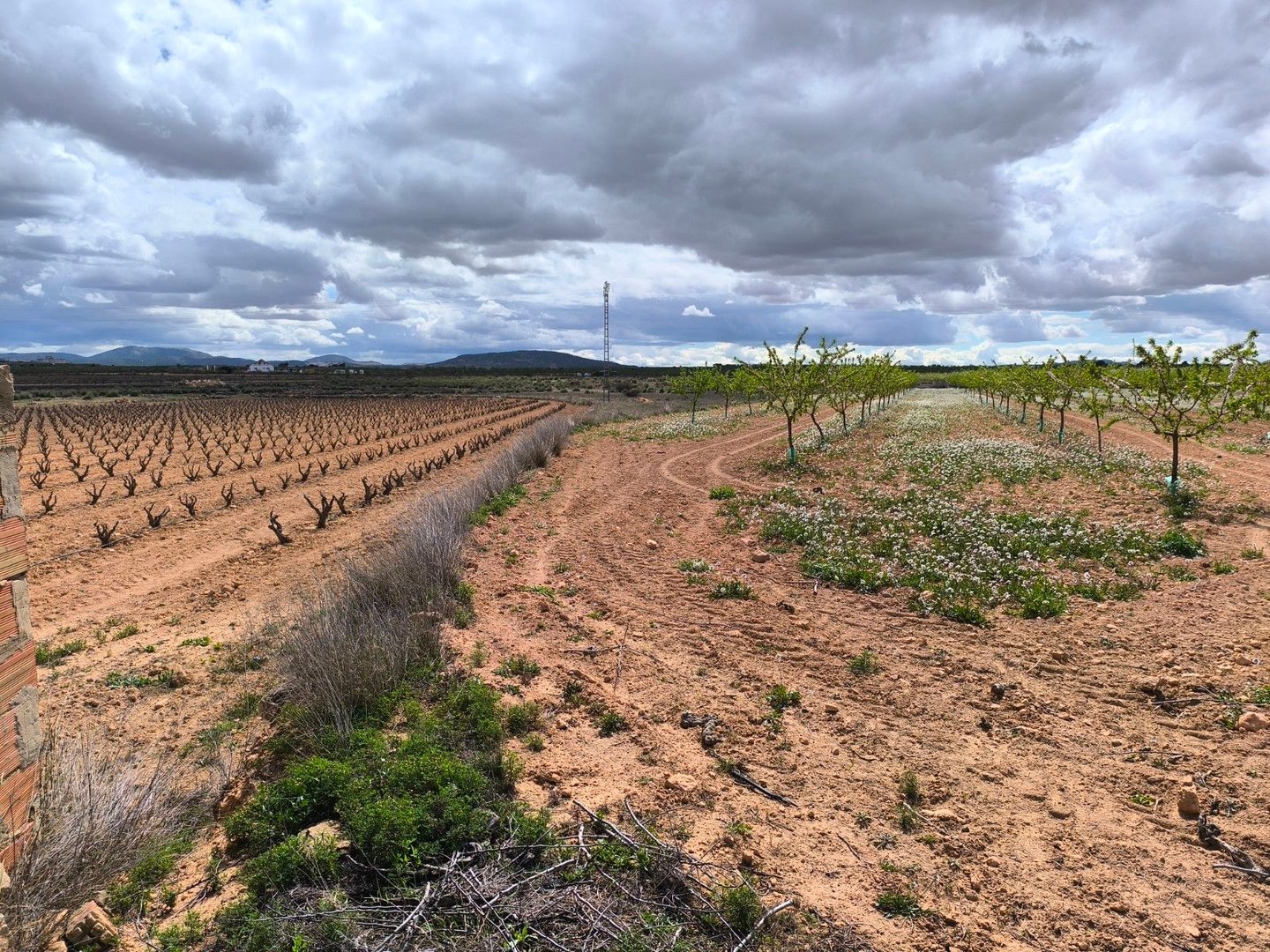 02 rural orchard view