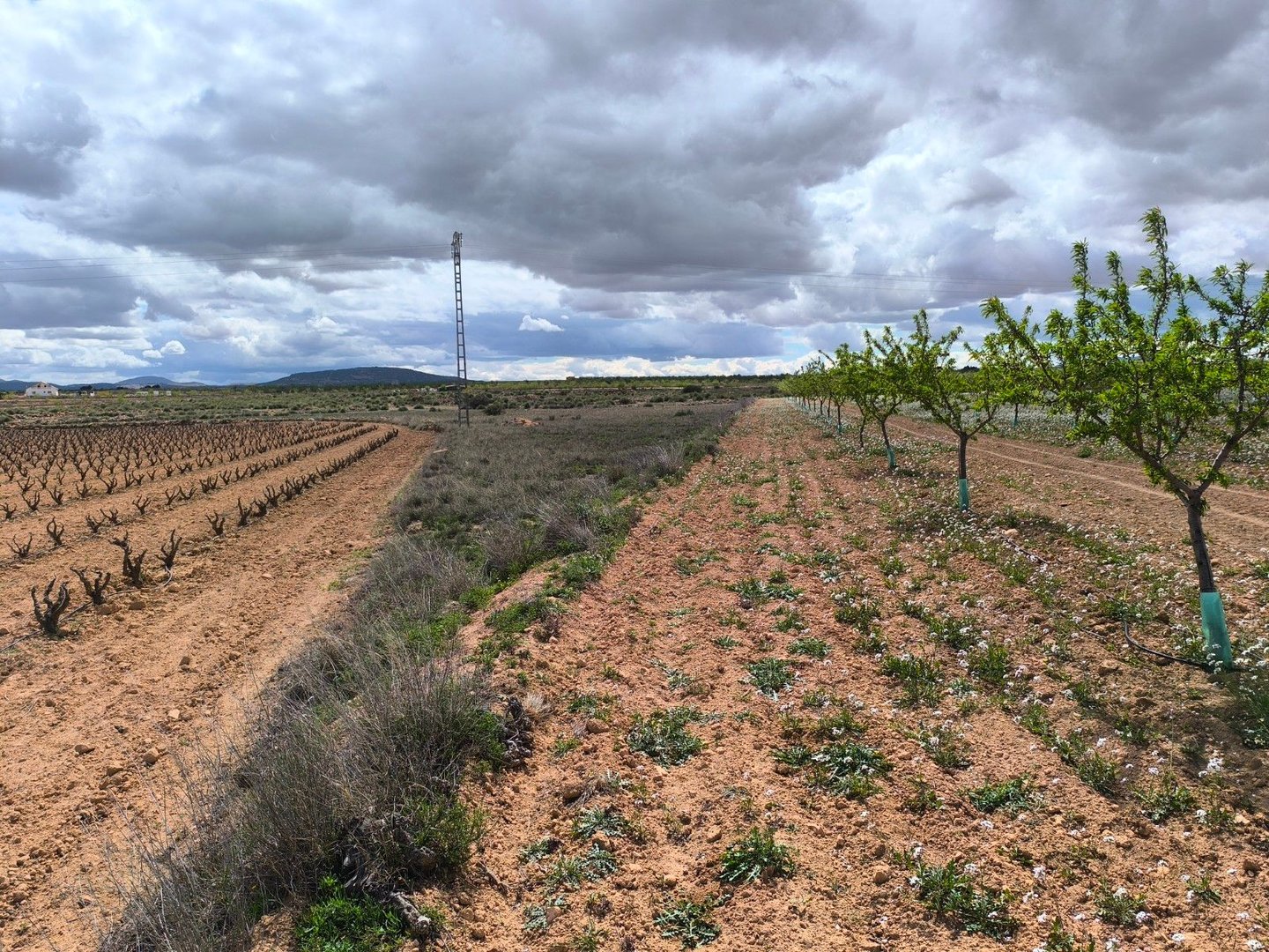 04 agricultural landscape view