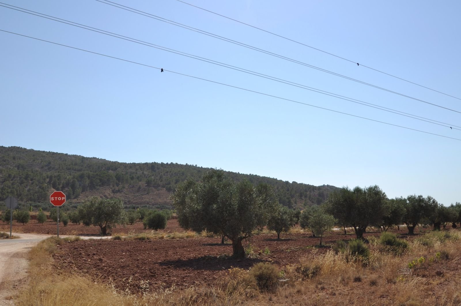 04 rural landscape olive trees