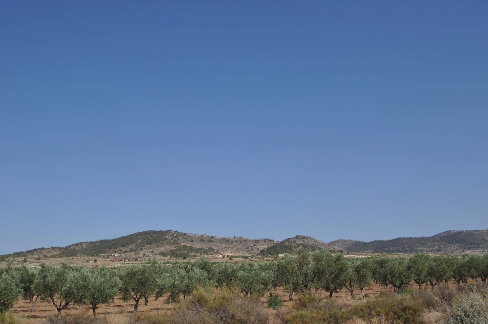 04 olive orchard view