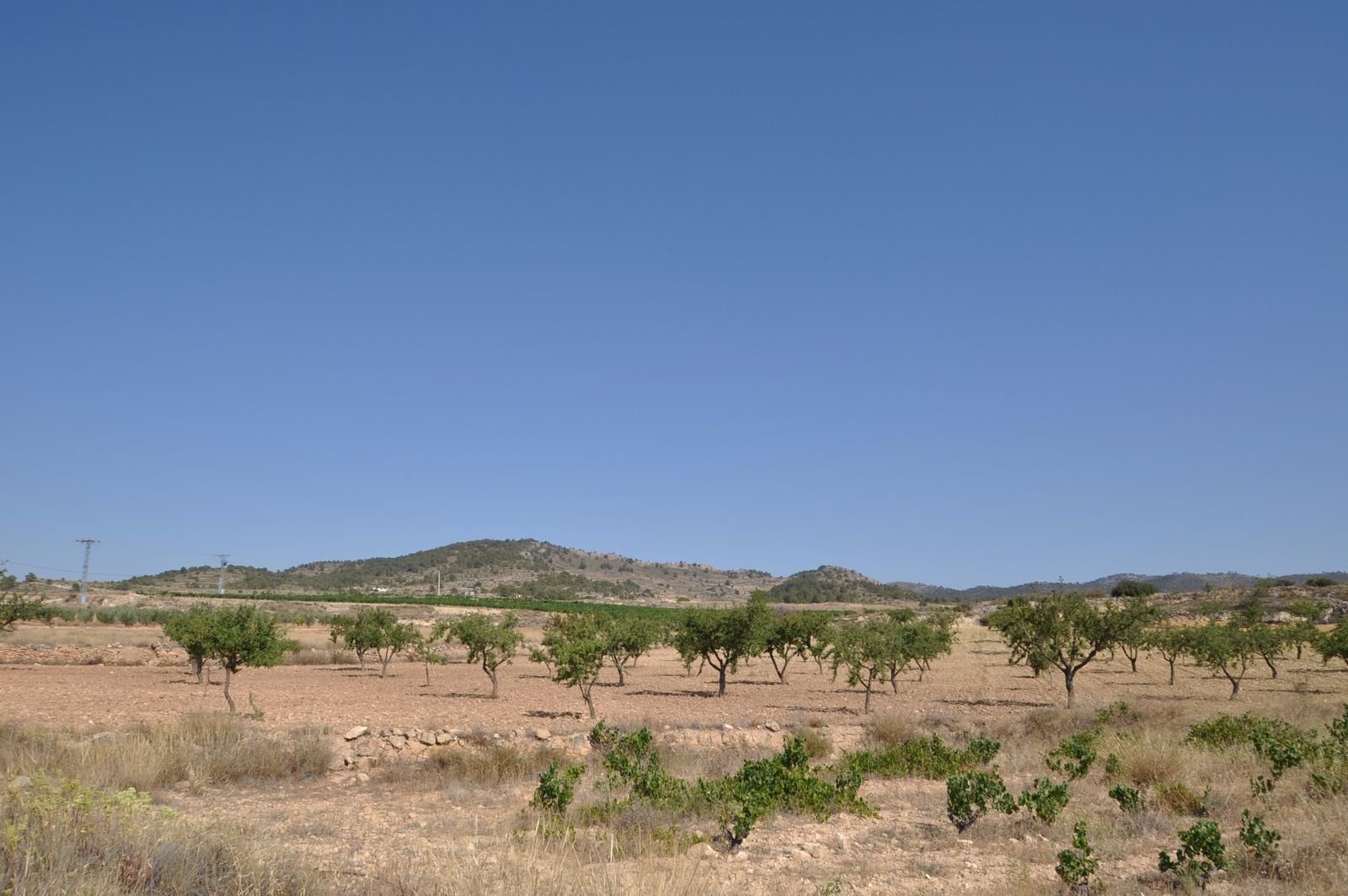 06 dry land olive grove