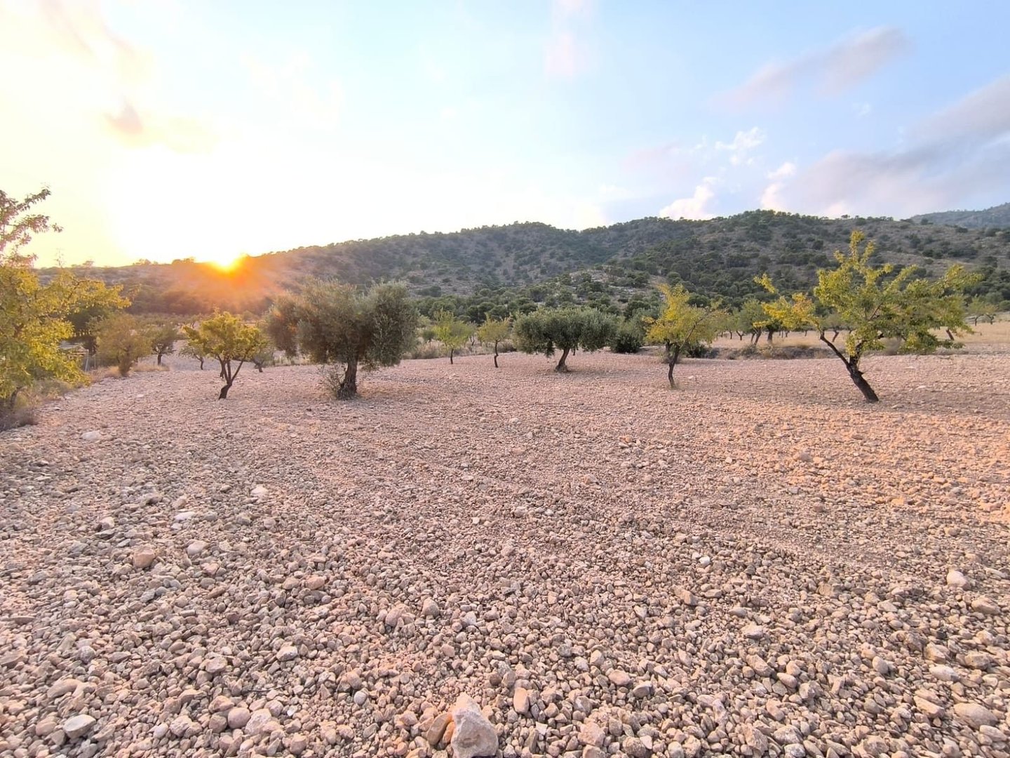03 sunset olive trees landscape