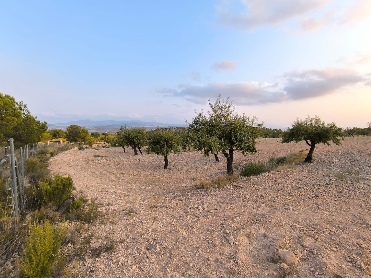 04 olive orchard landscape