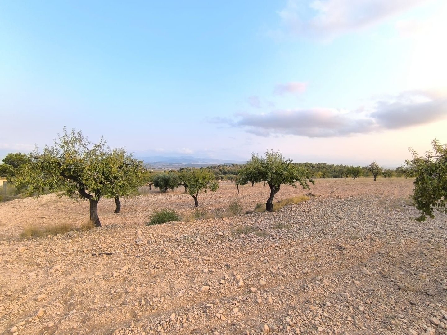 06 olive orchard landscape