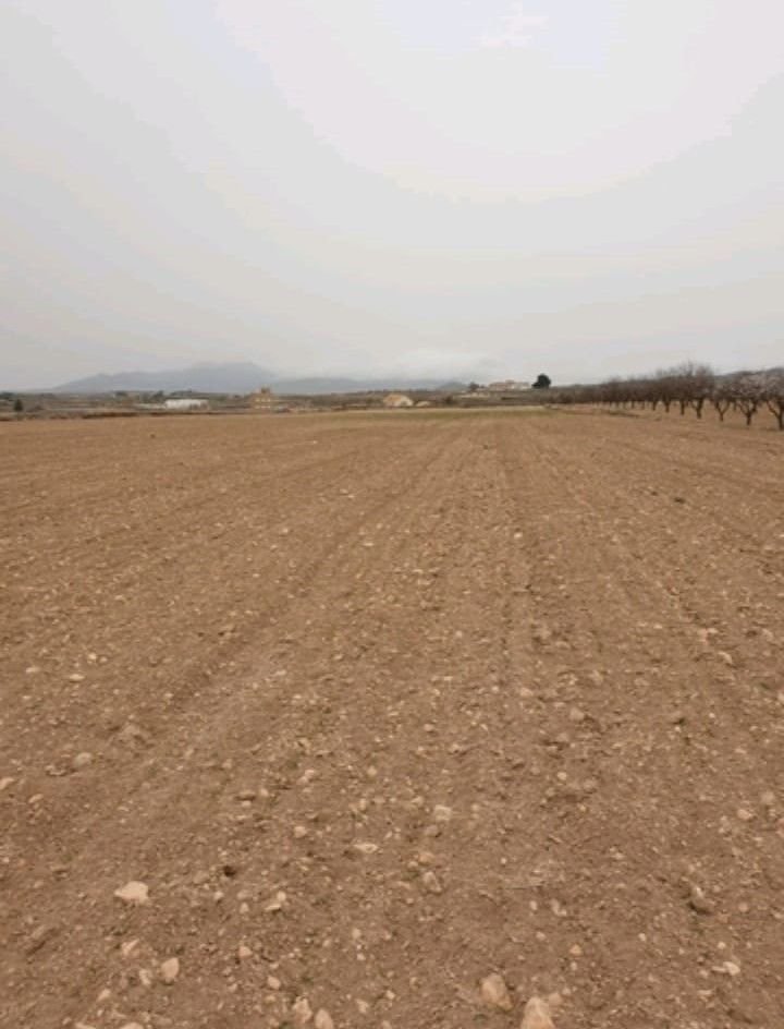 Land in Pinoso ב- Pinoso — מגרש