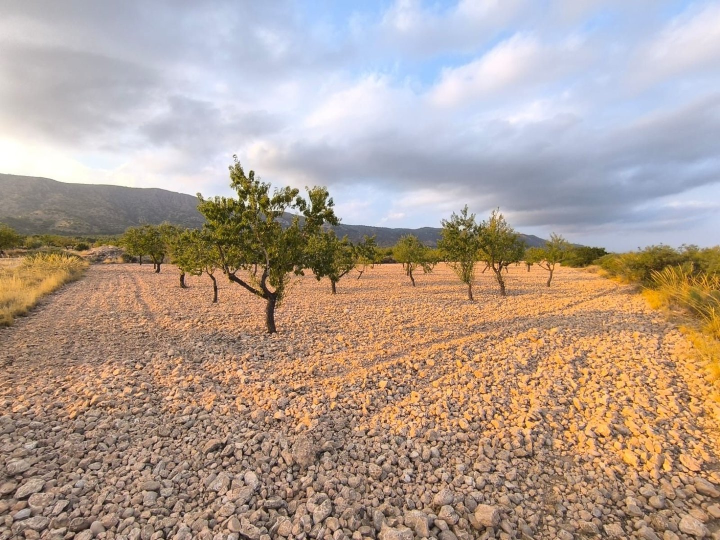 Land in Pinoso à Pinoso — Terrain