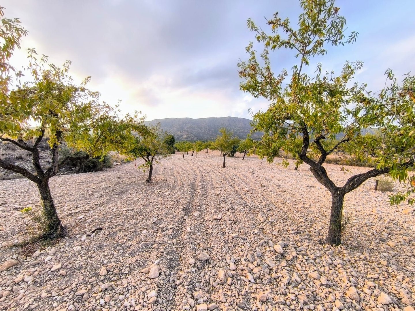 02 olive grove orchard landscape