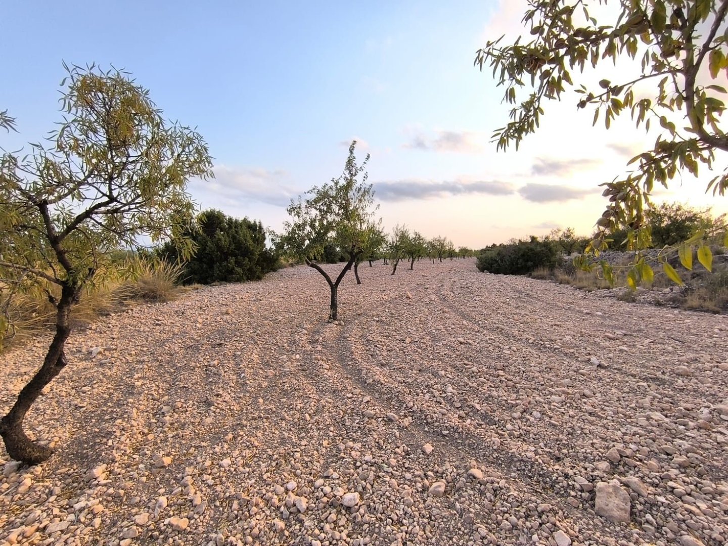 05 dry stone road olive trees