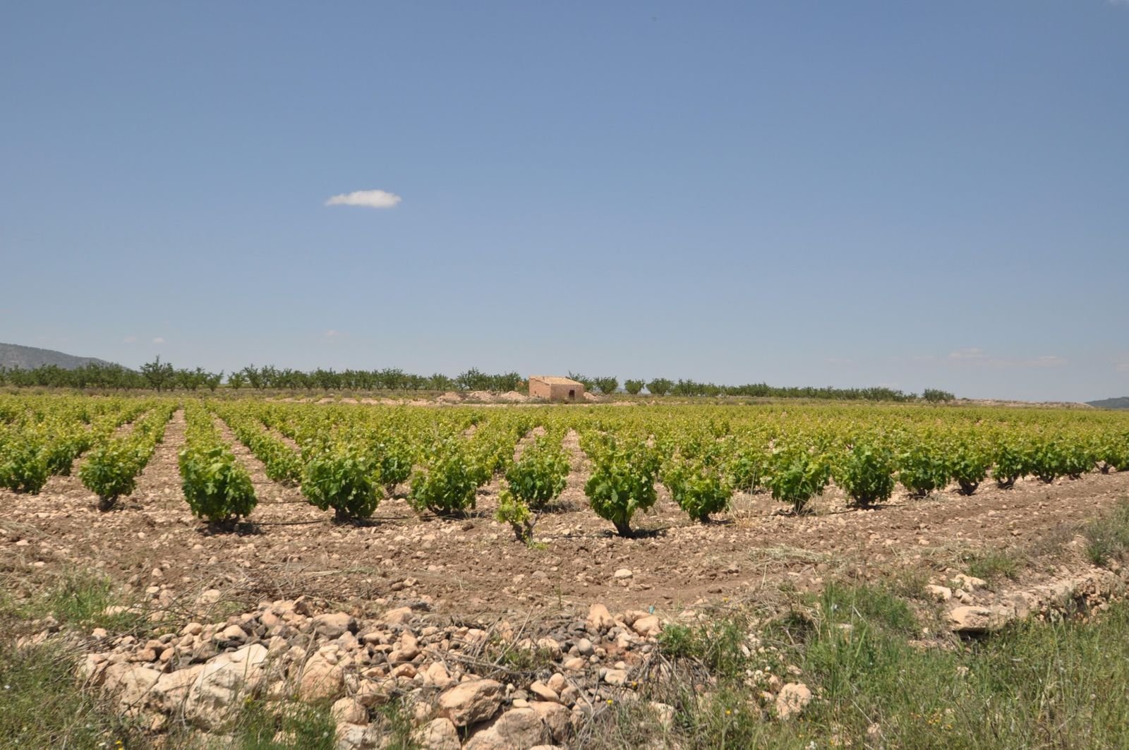 Land in Pinoso rajons: Pinoso — Zeme