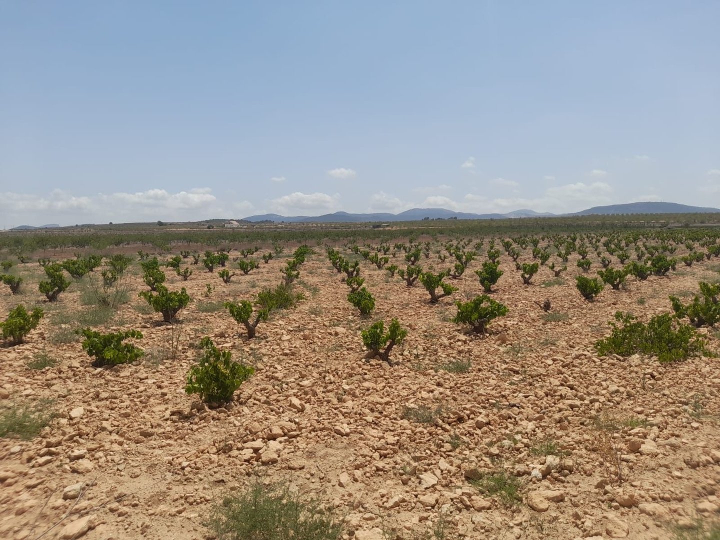 05 desert landscape plantation