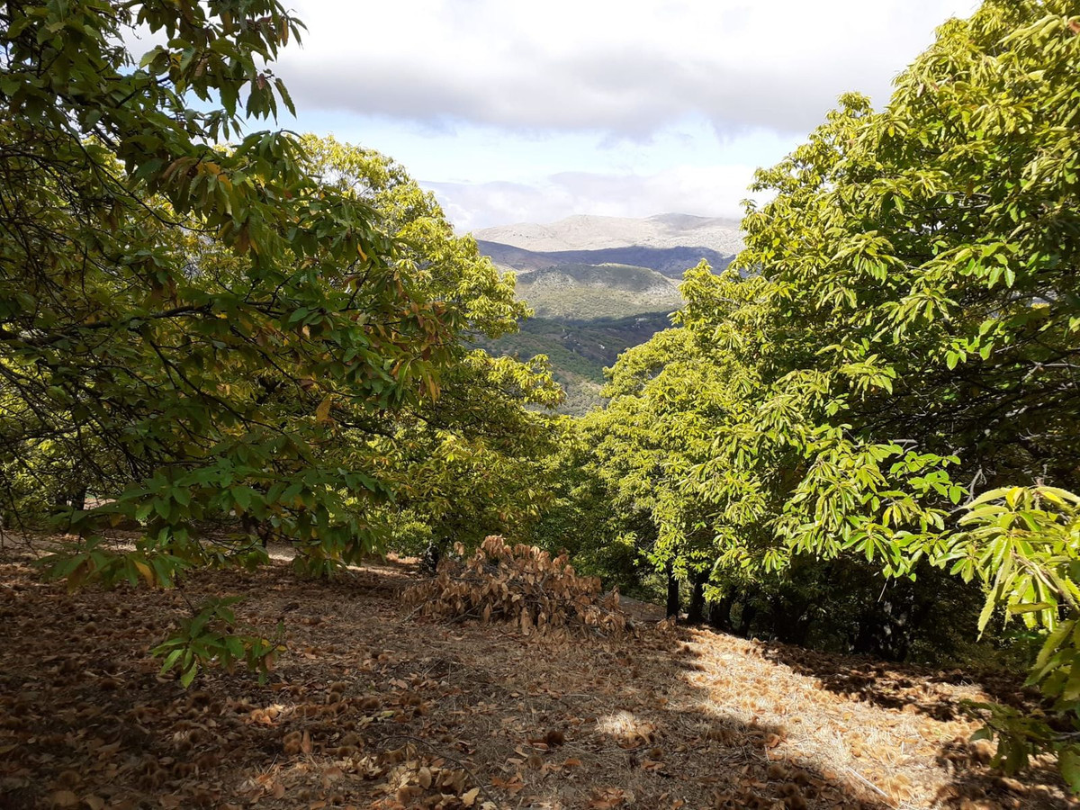 Schilderachtig berglandschap met bos in de verte
