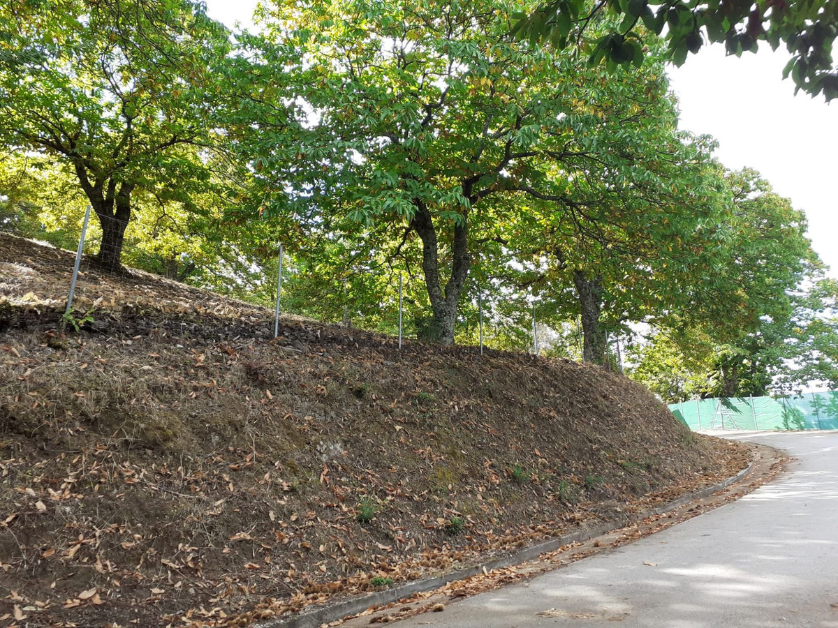 Groene heuvel met bomen langs een weg