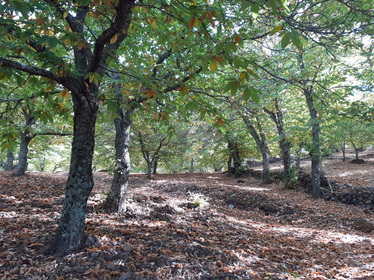 Herfstbos met kastanjebomen en gevallen bladeren.